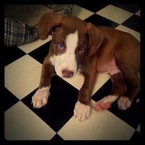 Meet your Posher, Dawn